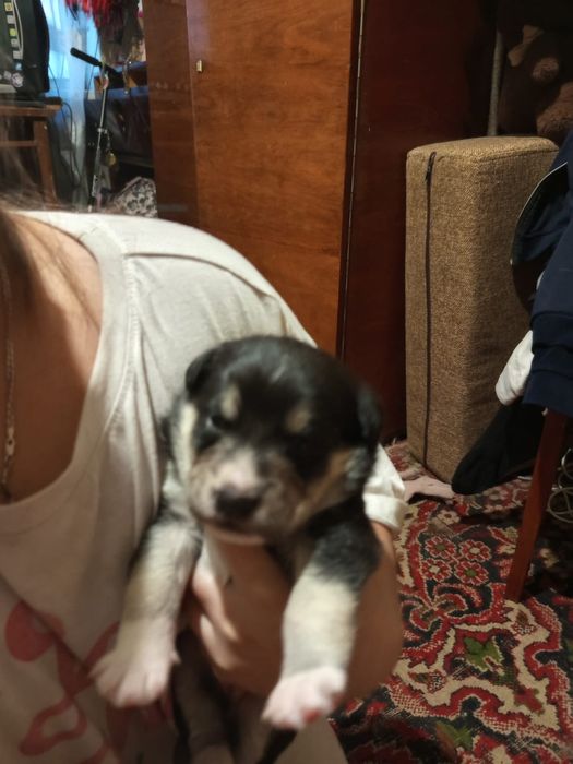 Отдам собаку в добрые руки.