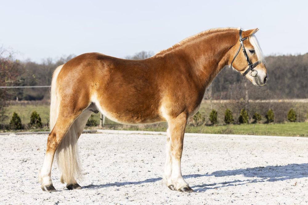 Ogier Haflinger Birbal Familia