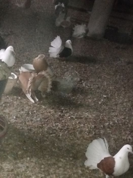 Witam posiadam na sprzedaż pawki