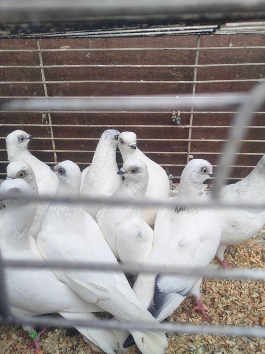 Gołębie winerki !!