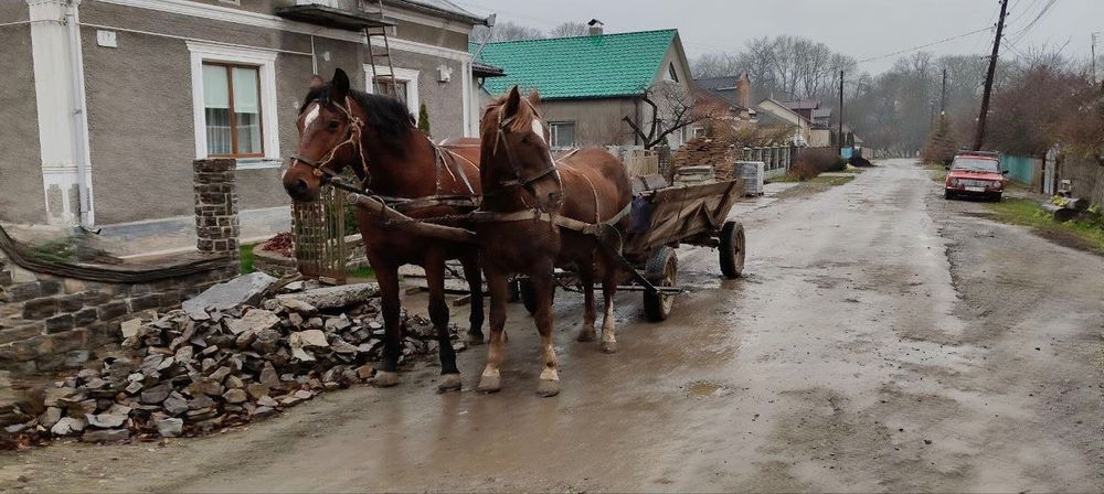 Продам пару коней