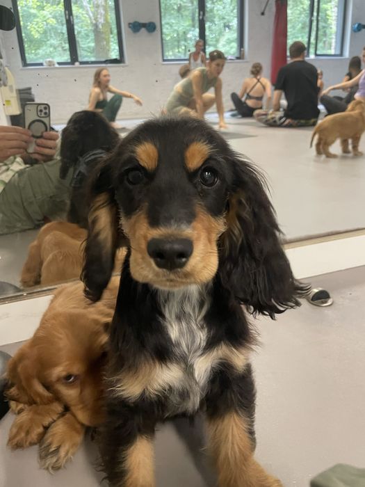 Cocker Spaniel Angielski