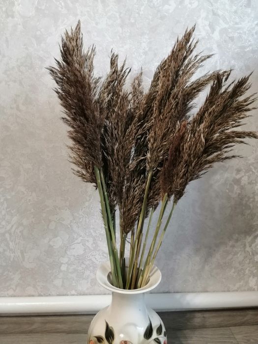 Очерет. Тростник. Камиш. Пампасна трава