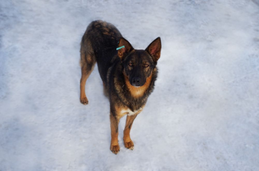 Красиві, вакциновані і стерилізовані собачки в добрі руки