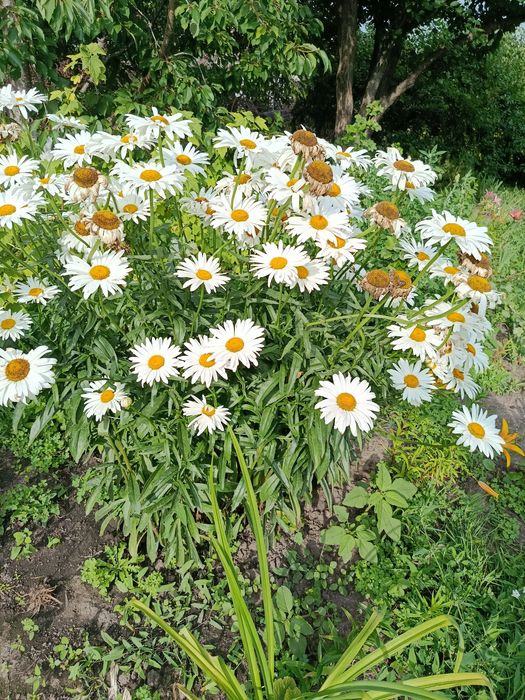 Продам квіти свої садові