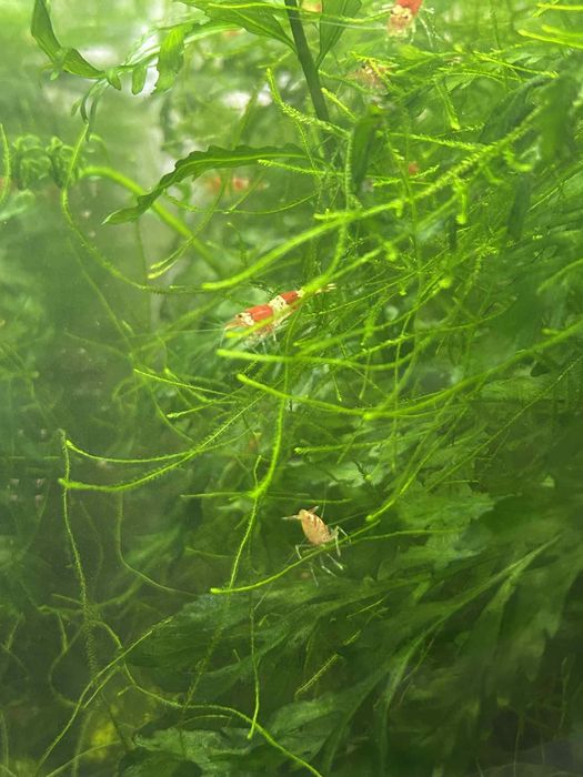 Krewetki red crystal