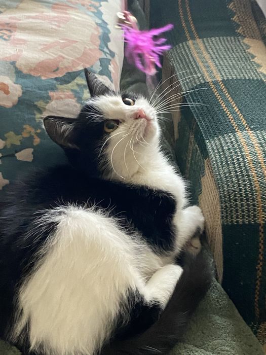 Шукаю родину для кошеняти чорно-біла 4-5 місяців чернівці сторожинець