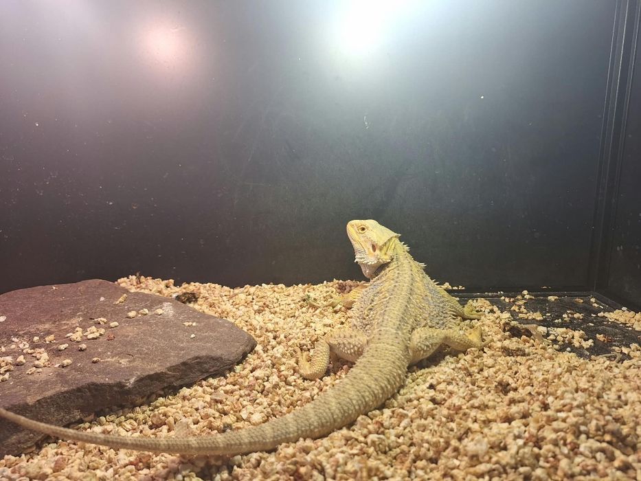 Agama brodata plus terarium