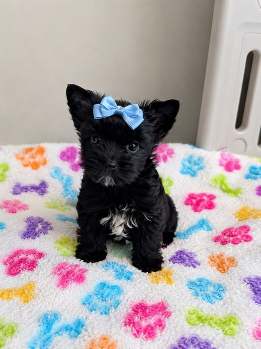 Piesek Yorkshire Terrier Black