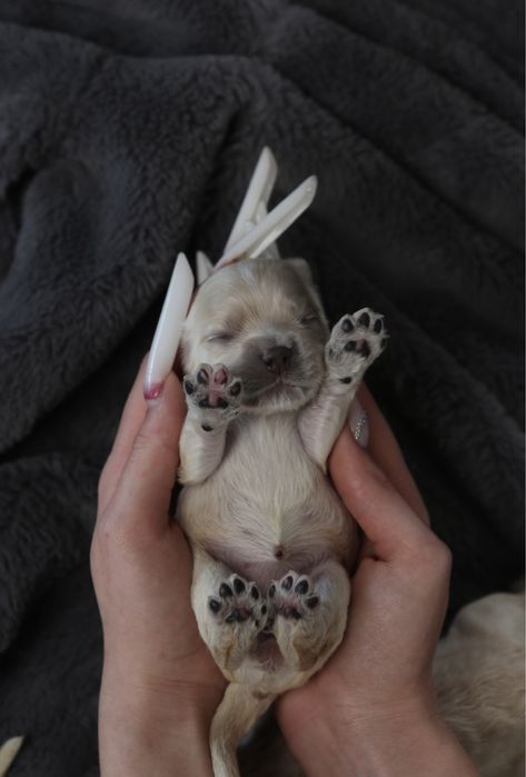 Американский Кокер Спаниель. Щенок. Щенки. Питомник.