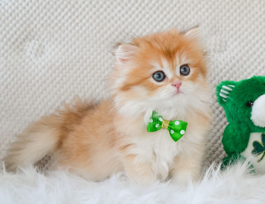 Бомбезний британський котик