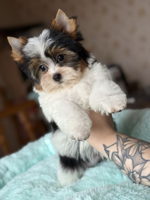 Хлопчик бівер йорк красень