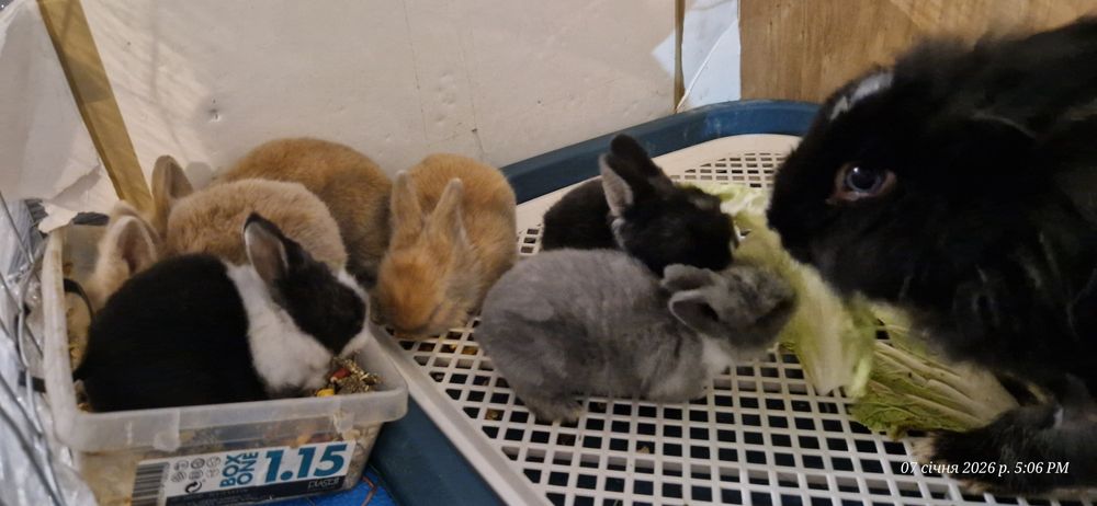 Кролик декоративний . Кролики .