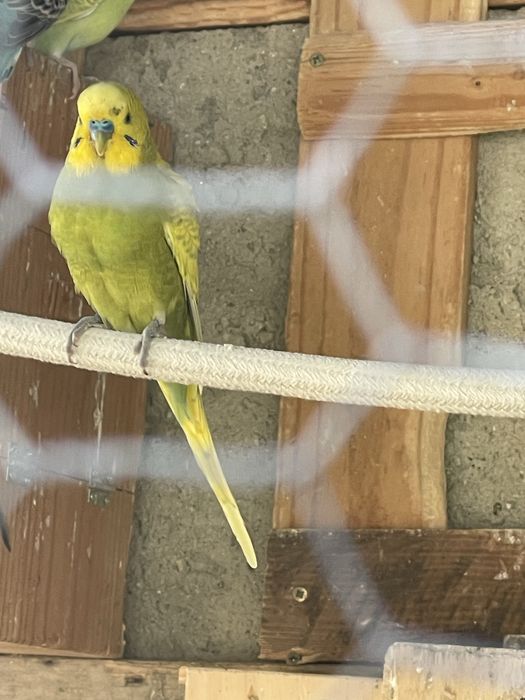 Casais de piriquitos australianos