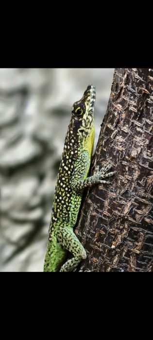 Anolis roquet summus jaszczurka