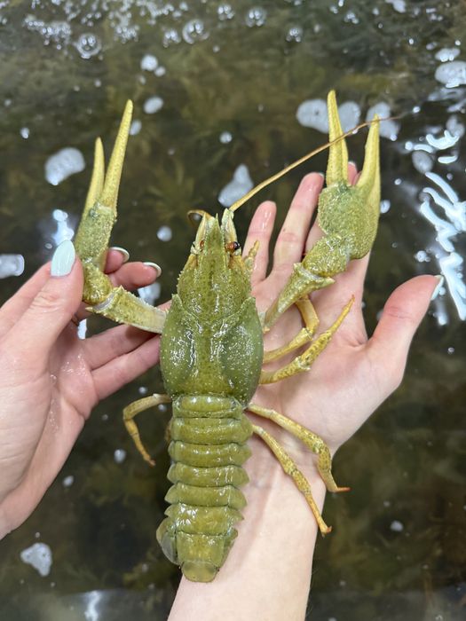 Купуємо раків у будь-якій кількості