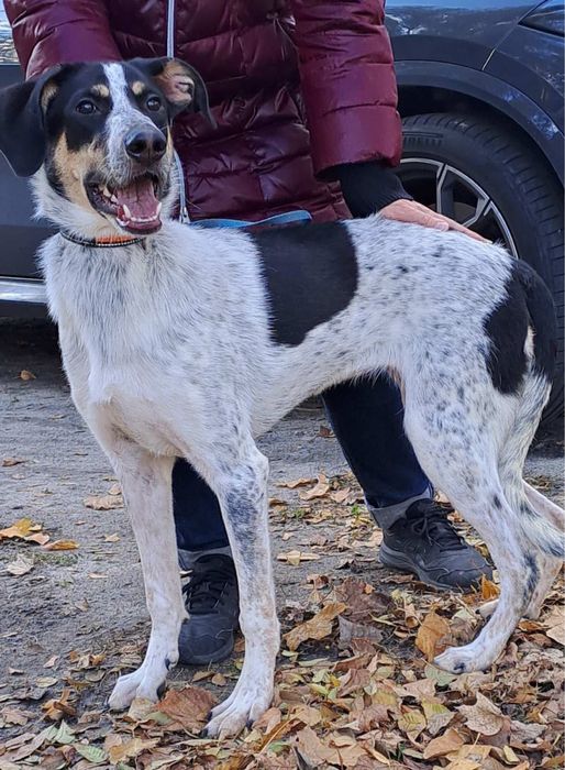 Добра собачка шукає сімю.