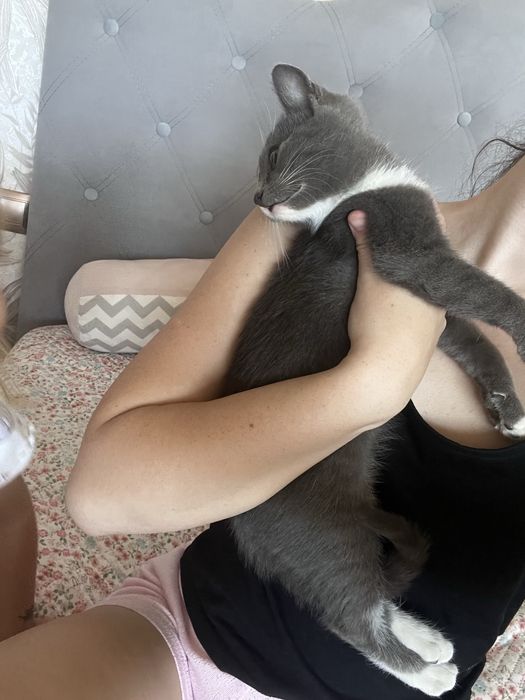 Котеня дівчинка віддам в добрі руки