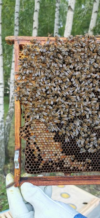 Pszczoły, Odkłady pszczele Dadant