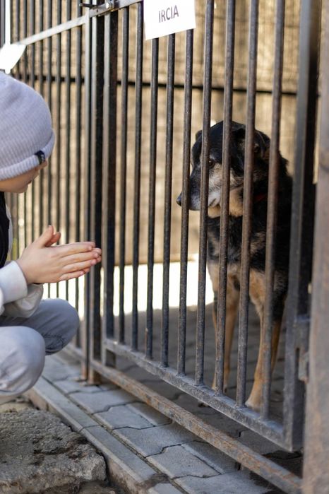 Kamyczek szuka domu na zawsze