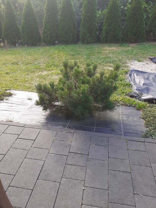 Elektryczny   grill  stołowy   2000W