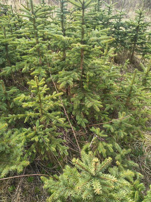choinki  HURT/DETAL  świerk sadzonki