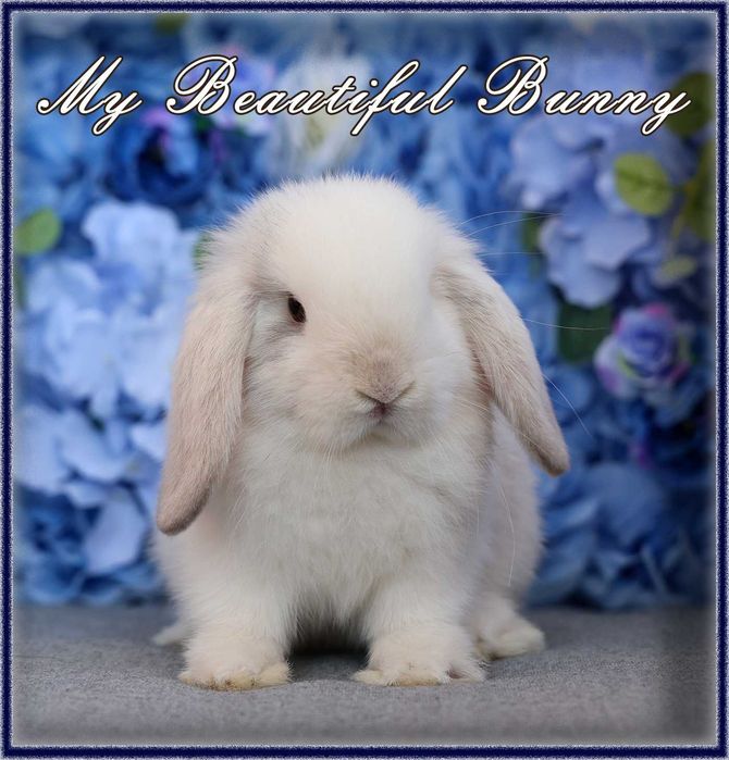 Piękny Królik Mini Lop - Rhon