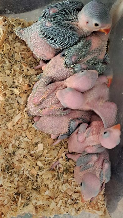 Ring necks criar a mão varias mutações