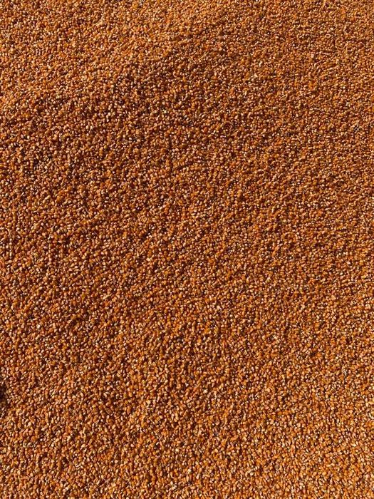 Milho miúdo belgrano colheita de 2025