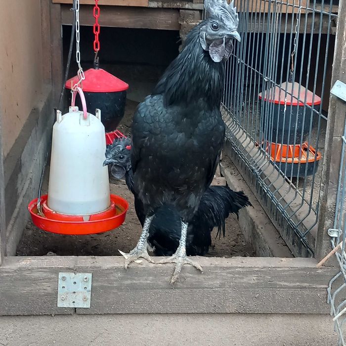 Ayam cemani czarne kury jaja lęgowe
