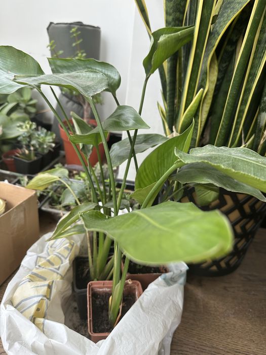 Стрелиция Николая