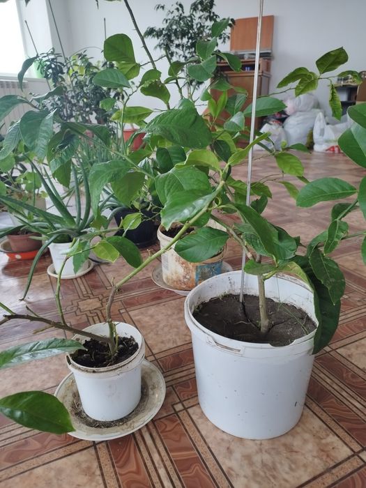 Лимон павловский в горшке