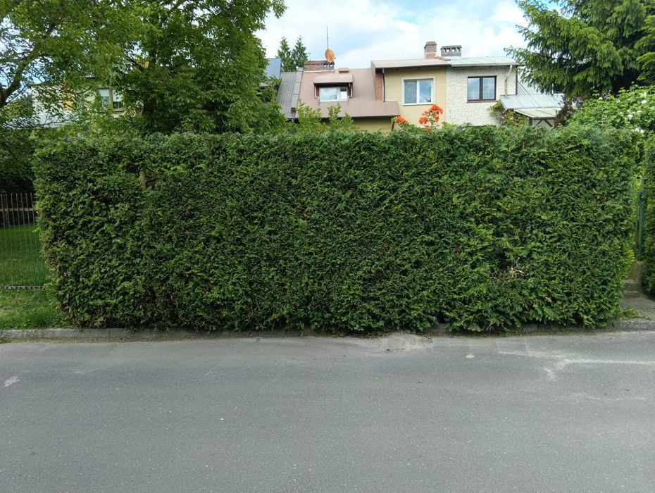 Usługi Ogrodnicze| pielęgnacja , przycinanie