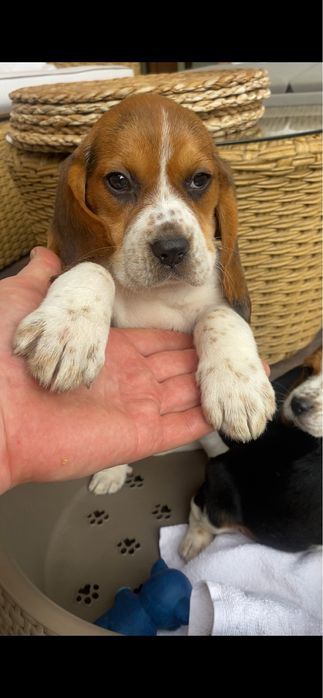 BeagleTricolor! Wybitne z rodowodem! Paszport