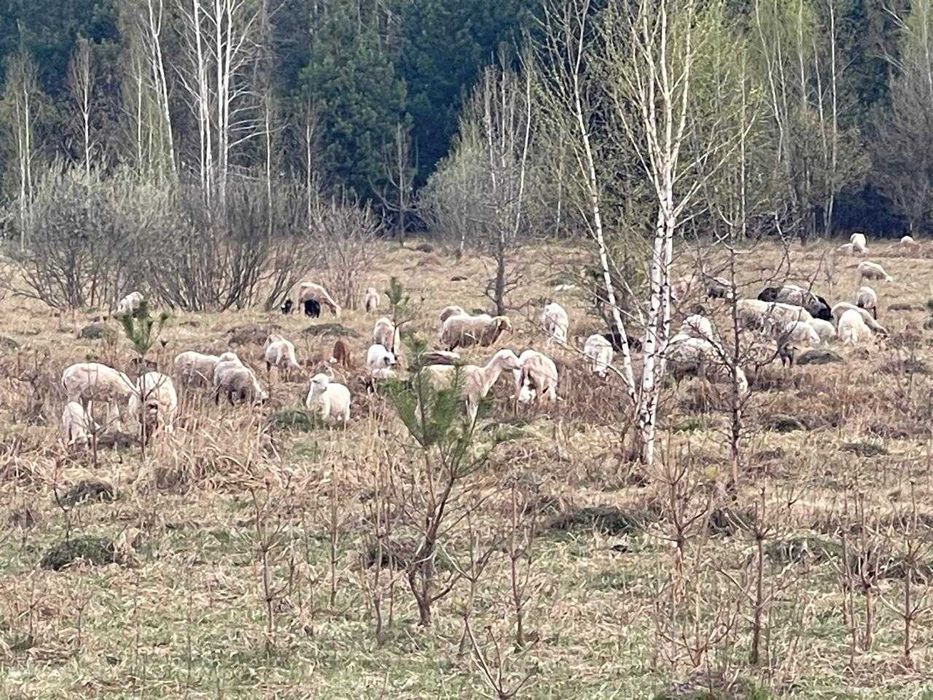 Продам баранів до свята Курбан Байрам