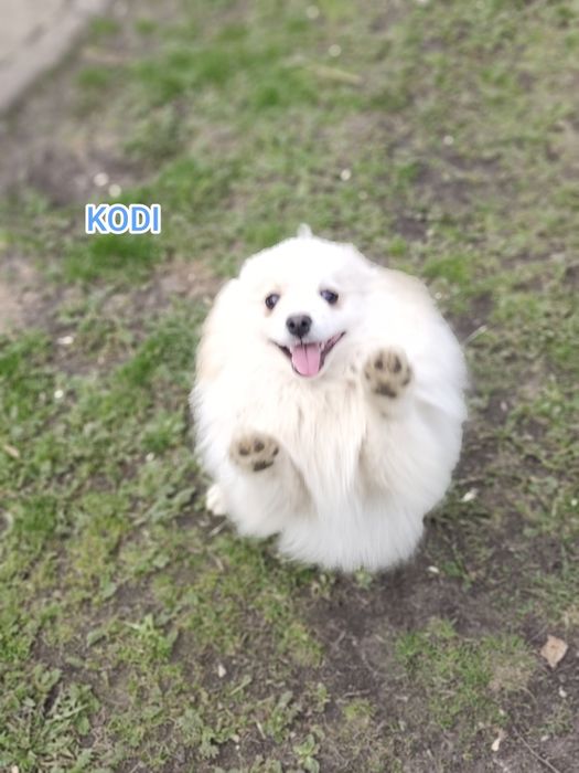 Szpic miniaturowy pomeranian