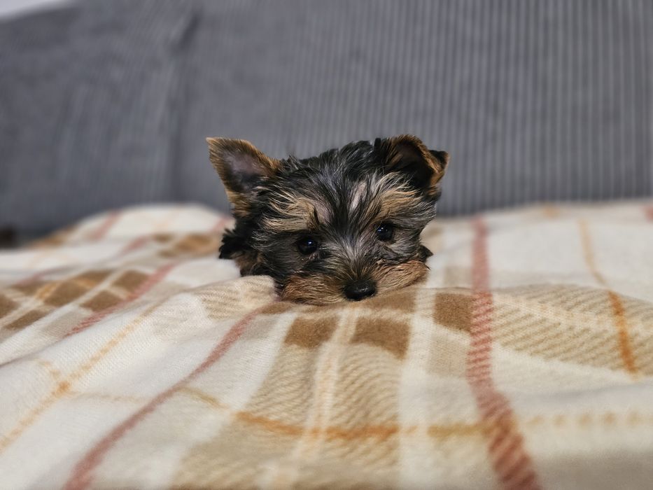 Yorkshire terrier