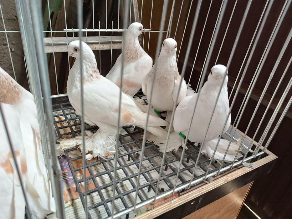 Gołębie ozdobne Blauwindry