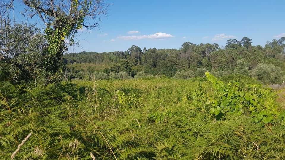 Terreno Cavernães - Viseu