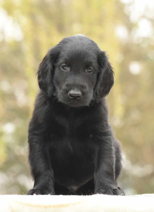 FLAT COATED RETRIEVER - czarny chłopczyk odb Maj