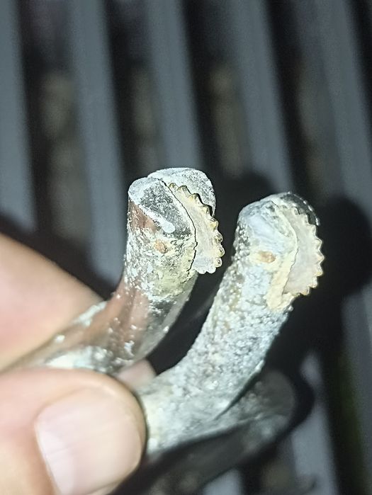 Par de Esporas Antigas para Cavaleiro