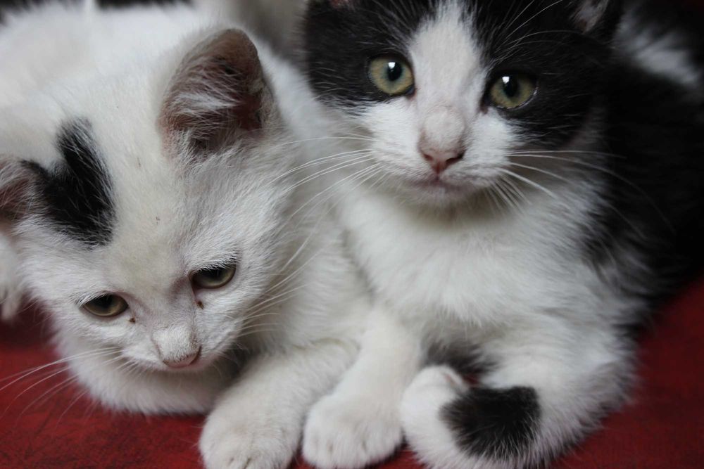 Кошенята у добрі руки