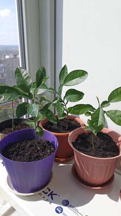 Продам комнатные цветы ,саженцы памело