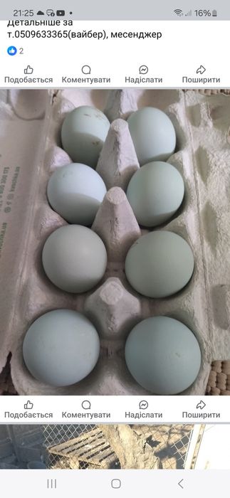 Інкубаційне яйце  Люйкеданьцзи.