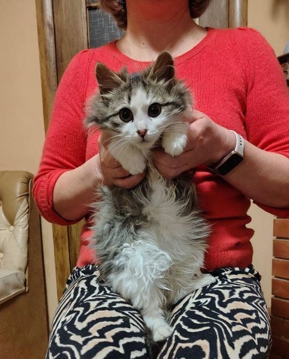 Котята котики отдам пушистый  котенок