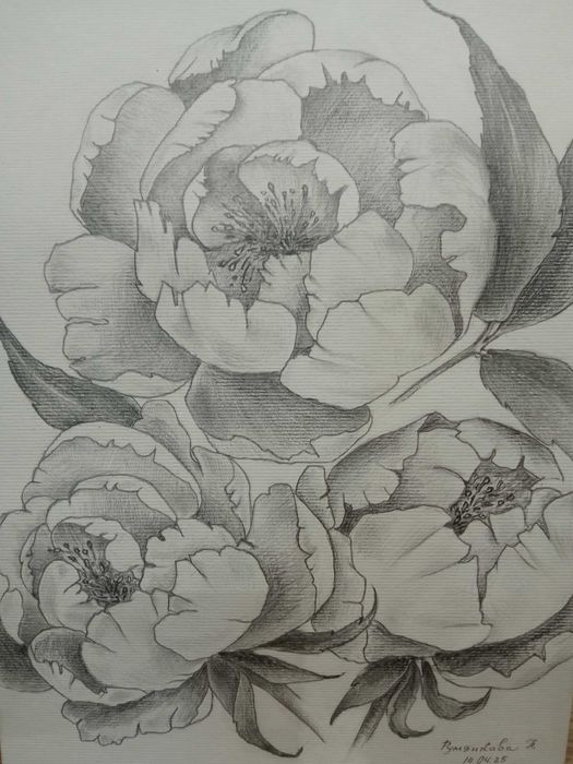Картина "Півонії"  Графіка