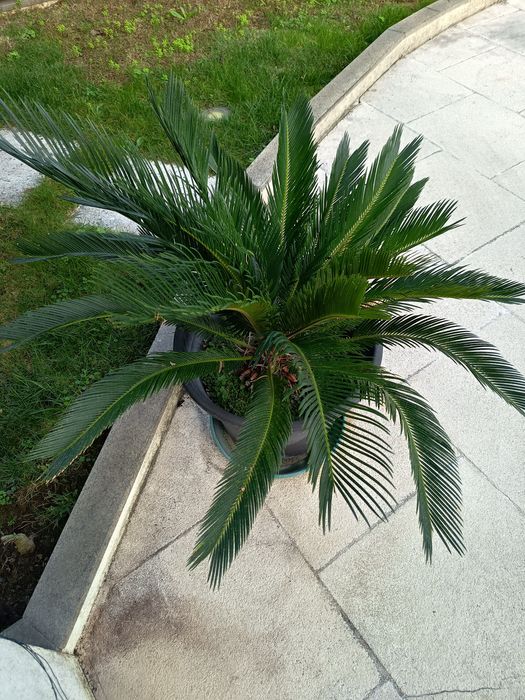 3 Palmeiras Cica (Cycas Revoluta) Saudáveis e Frondosas – Excelente Porte