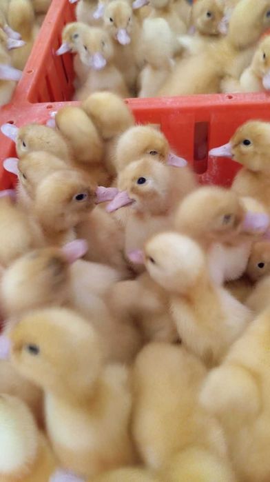 kaczki  dorosłe różne kolory