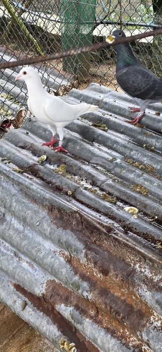Vendo 3 pombos correios machos