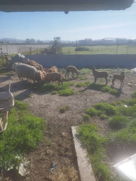 Ovelhas de quinta